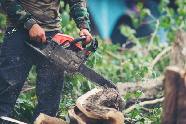 What is a Tree Surgeon?